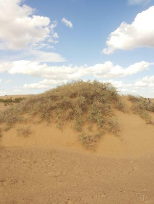 白刺的山头主义