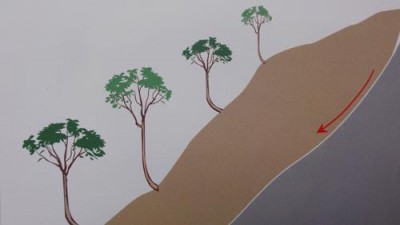 黑杨太极阵