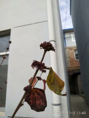 秋花与霜叶