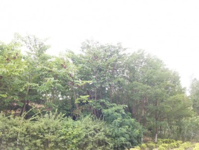 馍馍叶