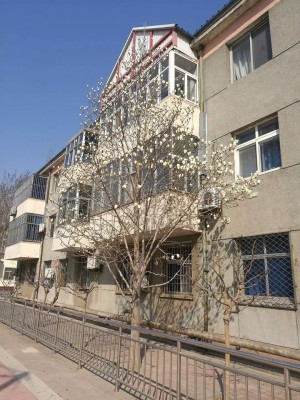 玉兰开花