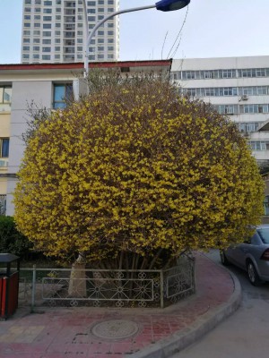 造化连翘秀，阴阳割昏晓