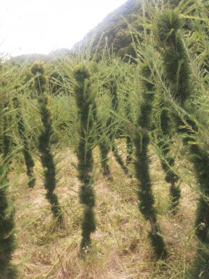 鸡毛掸子树
