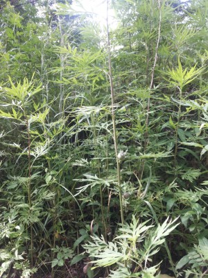 艾蒿果状瘤