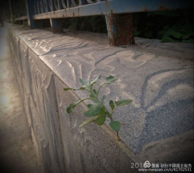 灰灰菜，呆呆萌