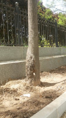 雁滩公园的茎蜂