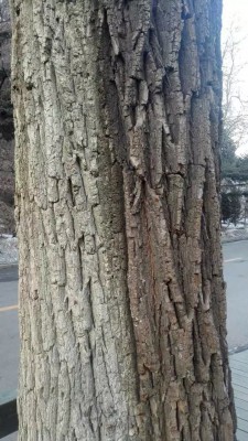 徐妃半遮面的树干