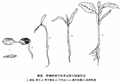 秤锤树种子，一个睡美人