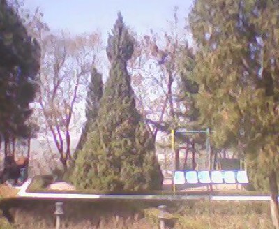 树们的伤痕印记