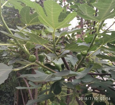 无花果没有大小年