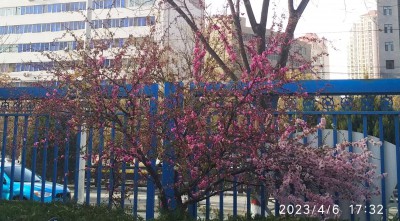 榆叶梅开花，一棵树让你看到两姐妹