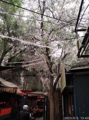 柳雪飞凇有点怪