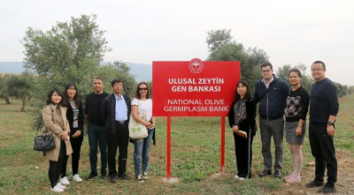 油橄榄项目组赴与土耳其考察学习